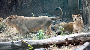 Guj: Three held for chasing, harassing lions in Gir Wildlife Sanctuary; videos go viral