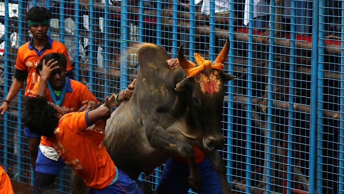 Tamil Nadu's traditional bull taming festival, Jallikattu in AvaniyaPuram, Madurai on Jan 14, 2021. (Photo: R.Parthibhan/IANS)