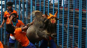Tamil Nadu holds first Jallikattu event in Pudukottai, 74 injured