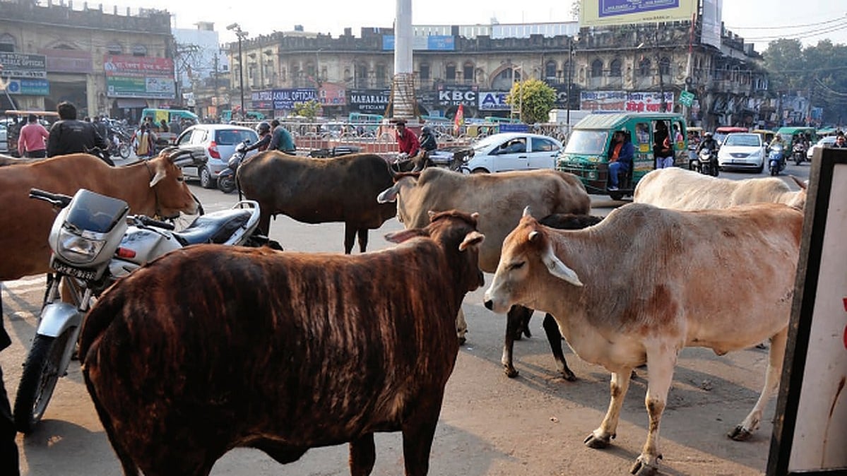 Stray Cattle: The Mother of All Problems