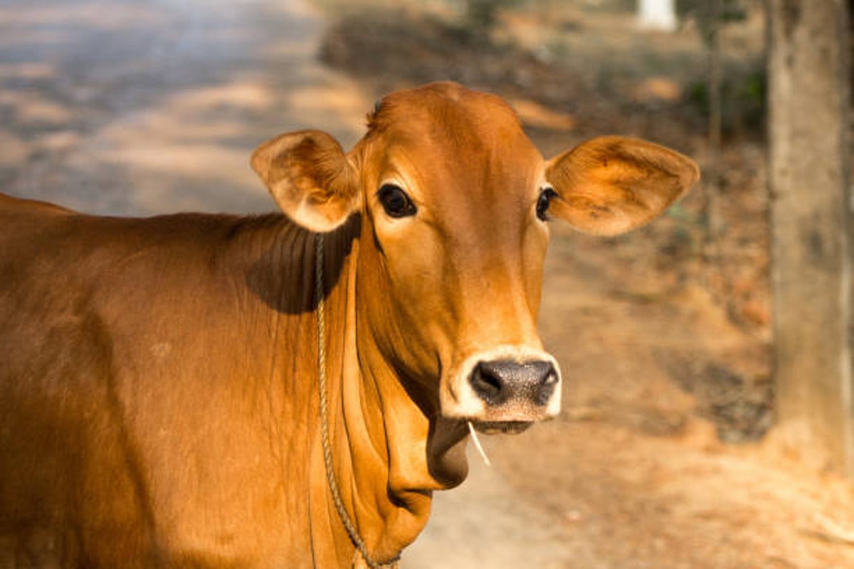 Celebrate 'Cow Hug Day' on Valentine's Day: Animal Welfare Board of India