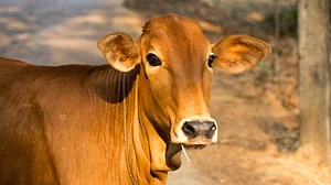 Celebrate 'Cow Hug Day' on Valentine's Day: Animal Welfare Board of India