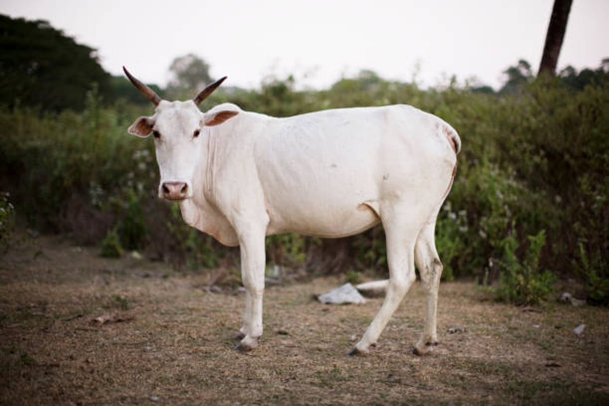 Three arrested on charges of killing cow in Bhopal; NSA to be slapped on them