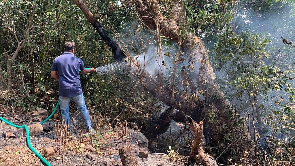 Mhadei wildlife sanctuary fire could be deliberate act, says Goa CM; orders probe
