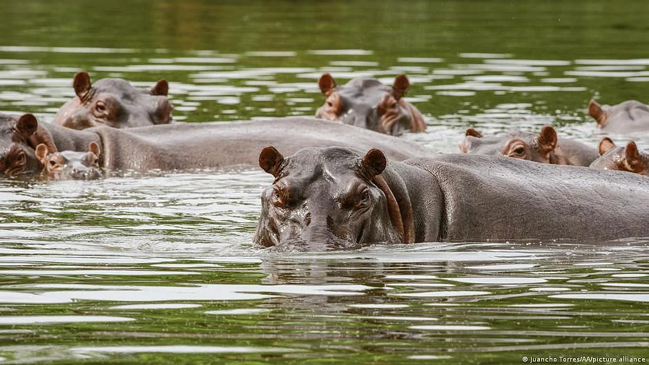 Colombia to send Pablo Escobar's hippos to India, Mexico