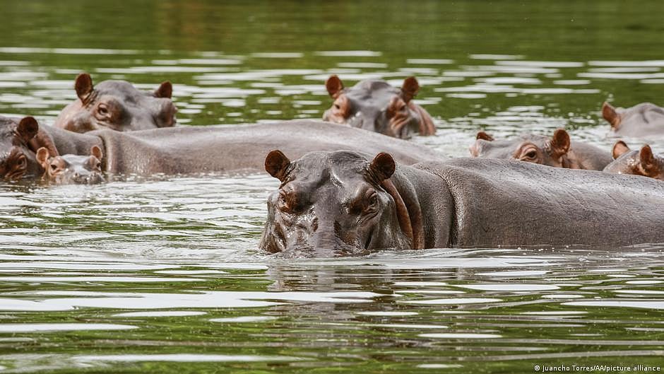 Colombia to send Pablo Escobar's hippos to India, Mexico