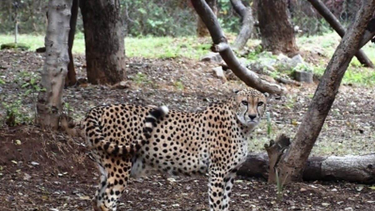 Cheetah gifted by Saudi Prince dies of heart attack at Hyderabad Zoo