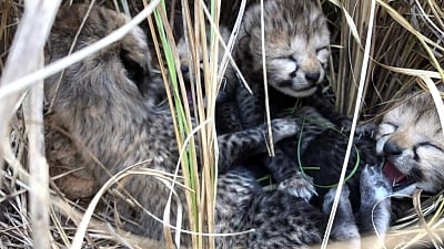 Namibian cheetah 'Siyaya' delivers four cubs at Kuno