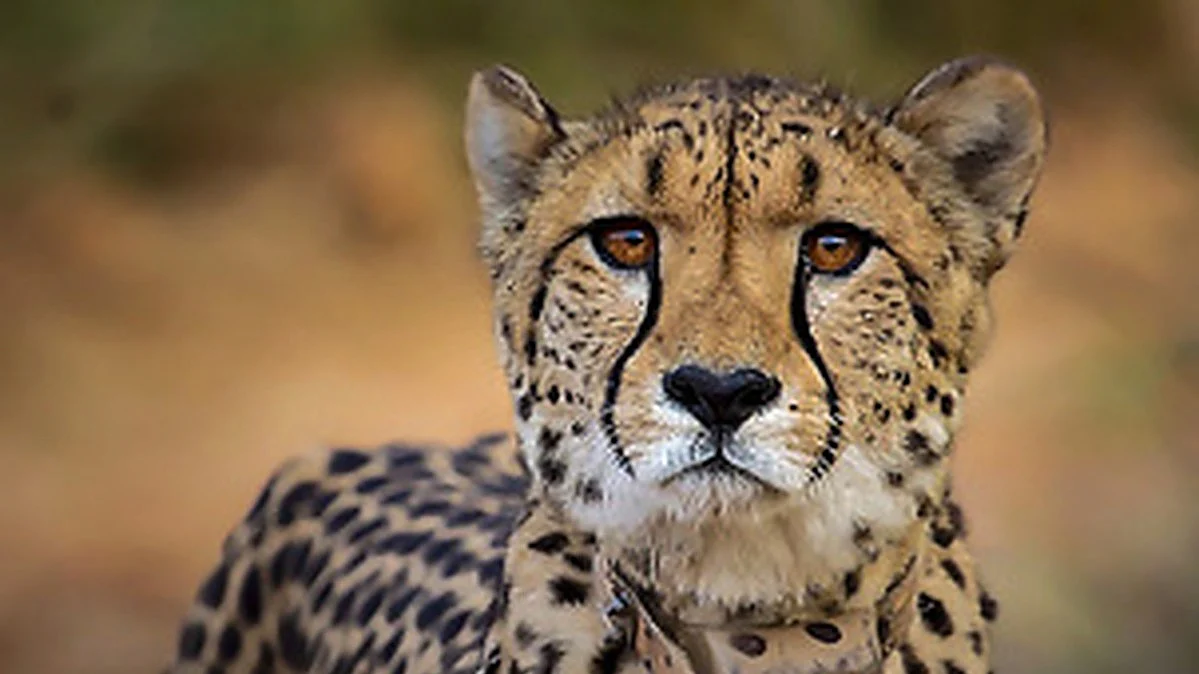 Namibian cheetah Sasha dies of kidney infection at MP's Kuno park