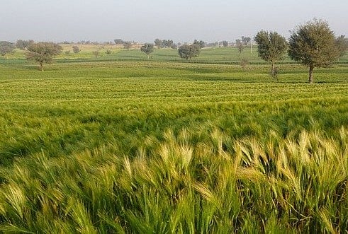 Unseasonal rain next week may damage crops, warn experts