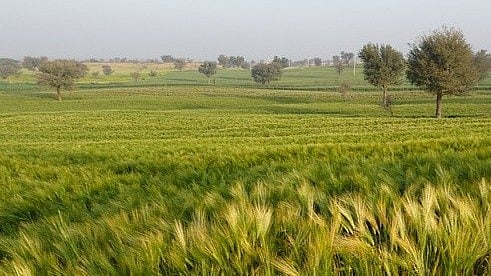 Unseasonal rain next week may damage crops, warn experts