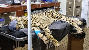 MP: South African cheetah translocated to Kuno National Park dies