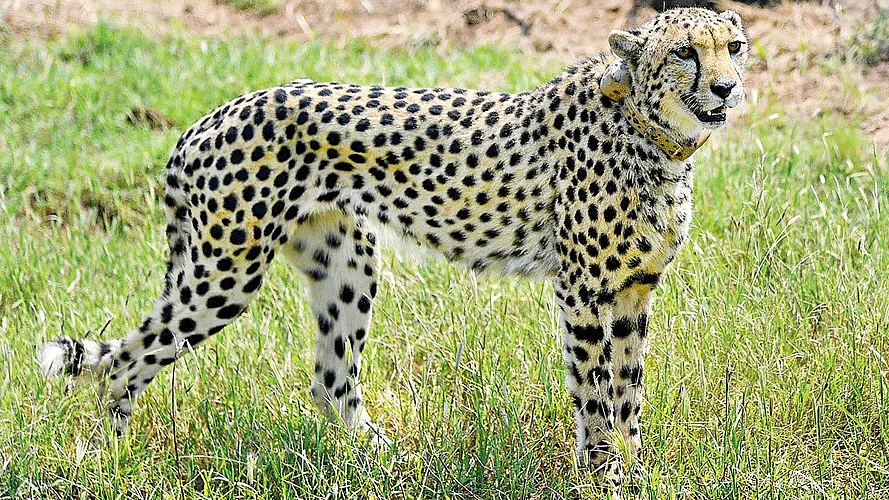 Oban, a male cheetah who strayed out of Kuno National Park