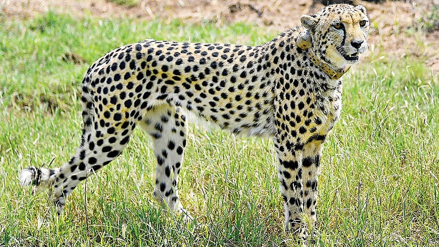 Representative image of a cheetah (photo: National Herald archives)