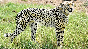 Cheetahs' 2nd home in India almost ready, S. African experts to review preparations in Feb: Officials