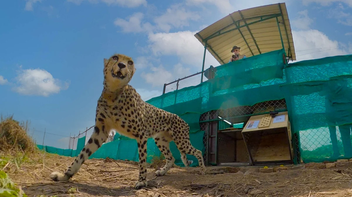 Namibian Cheetah slips out of MP's Kuno National Park, strays into faraway village