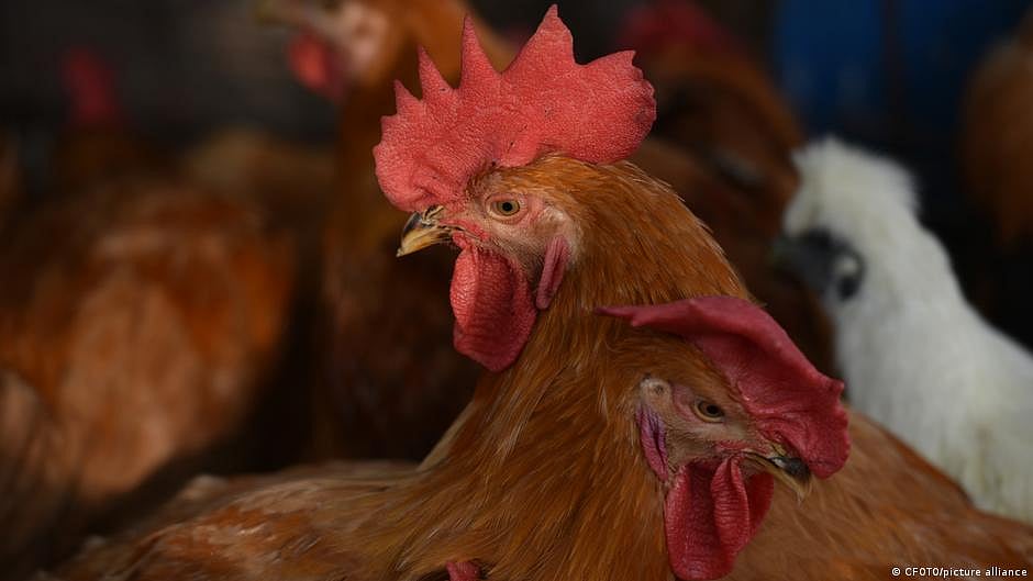 Bird flu confirmed in 5 Gorakhpur localities: markets shut, culling begun