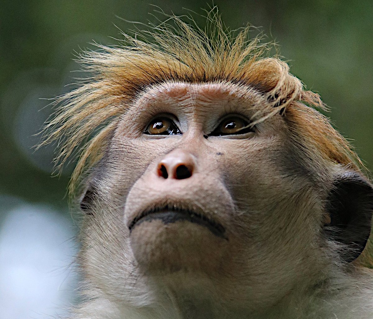 Cash-strapped Sri Lanka considers exporting 1,00,000 endangered monkeys to China