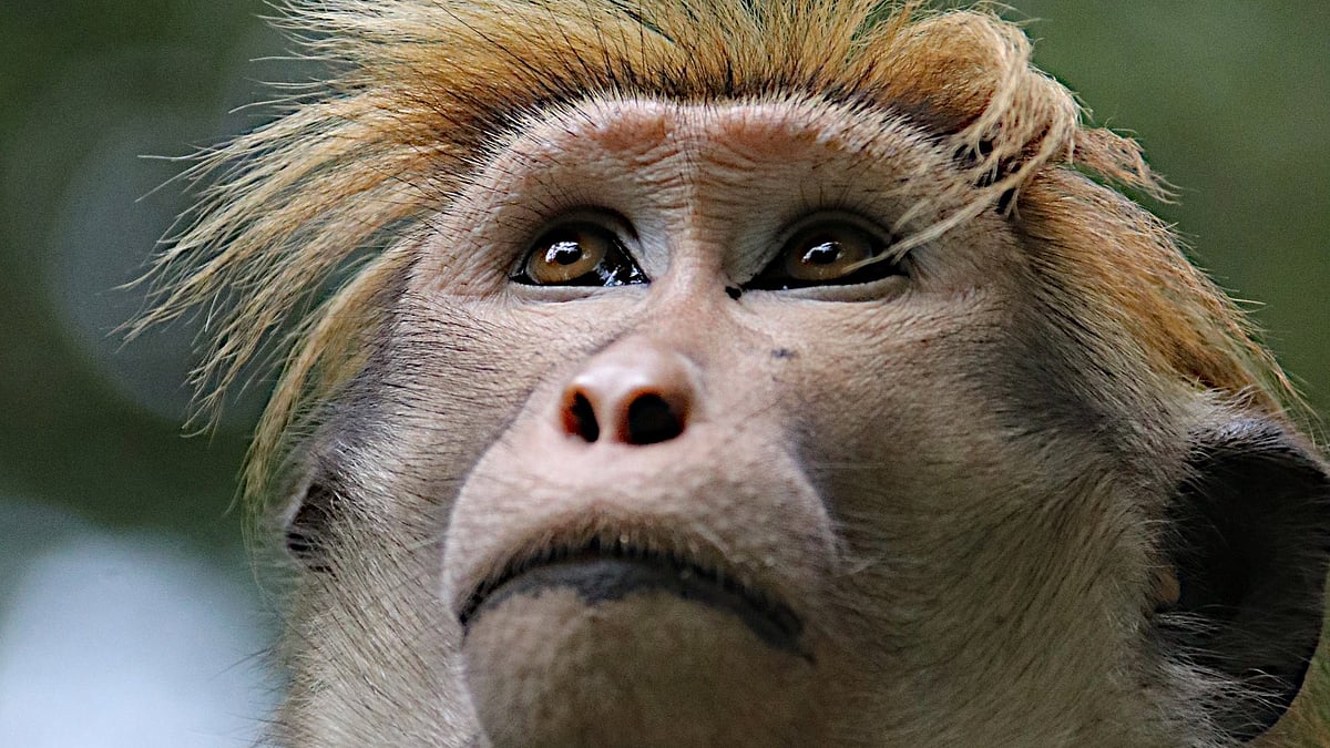 Cash-strapped Sri Lanka considers exporting 1,00,000 endangered monkeys to China