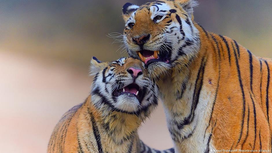 India's tiger population creeps back above 3,000