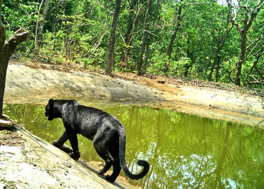 Watch: Black panther rescued from village in South Goa