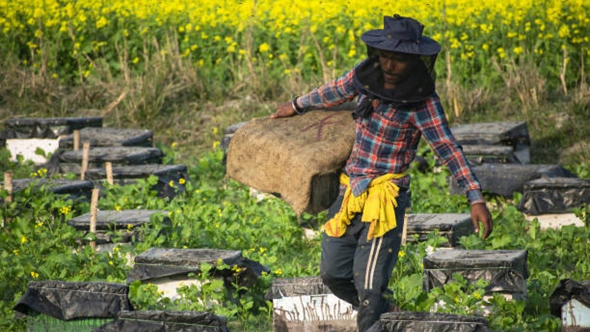 Govt misleading SC on herbicide-tolerant nature of GM mustard: Coalition of GM-free India