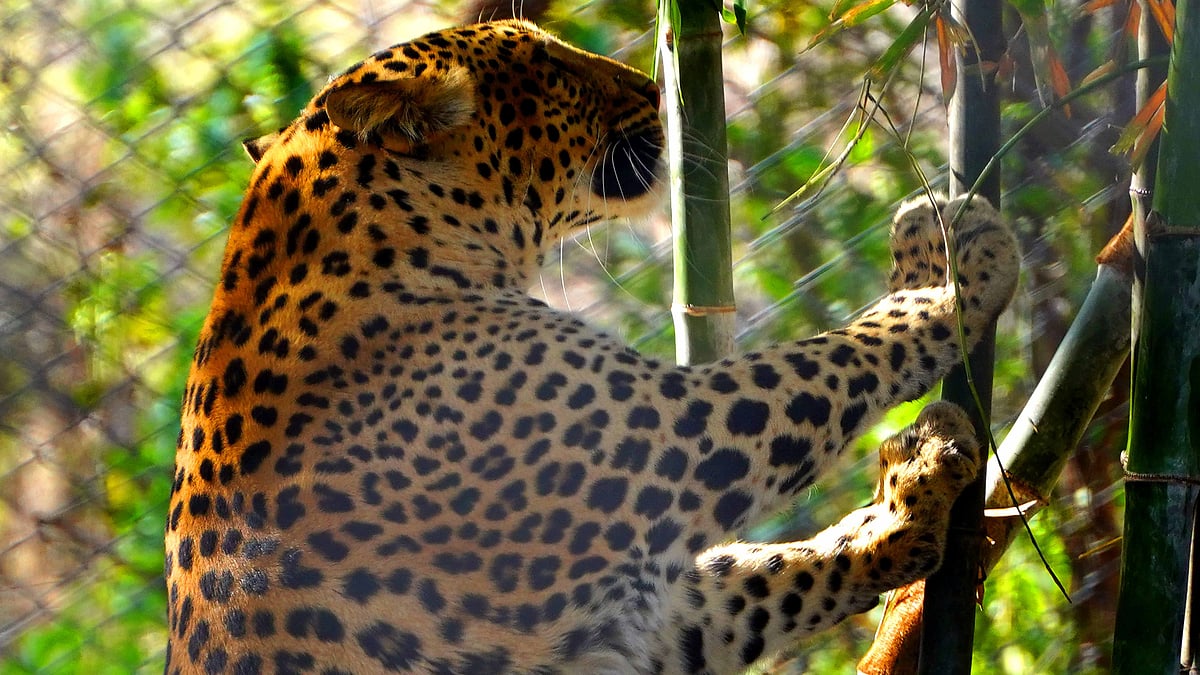 A leopard inside an enclosure at Nahargarh Biological Park in Jaipur, Rajasthan, India, on 27 February 2023.(Photo: Getty Images)