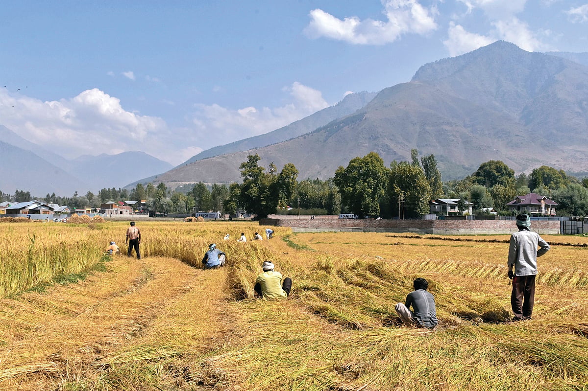 A rice field in J&K (photo: Saqib Majeed/SOPA Images/LightRocket via Getty Images)