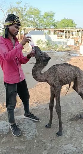 The calf is being fed by attendants with cow’s milk out of a feeding bottle (NH file photo)