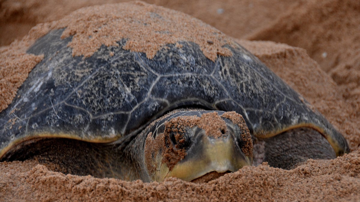 3 arrested in UP, 13 turtles recovered