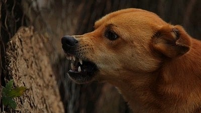 Stray dogs maul to death another child in Telangana