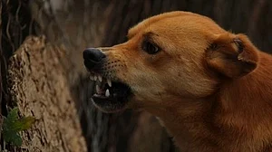 Stray dogs maul to death another child in Telangana