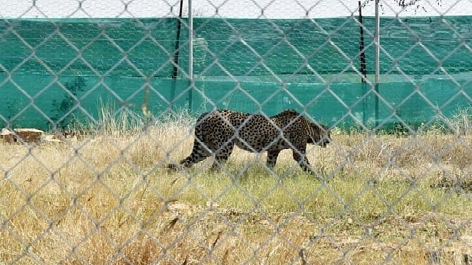 One of the 12 cheetahs from South Africa, after being released into an enclosure at Kuno National Park in Madhya Pradesh in February 2023. (photo courtesy ANI)