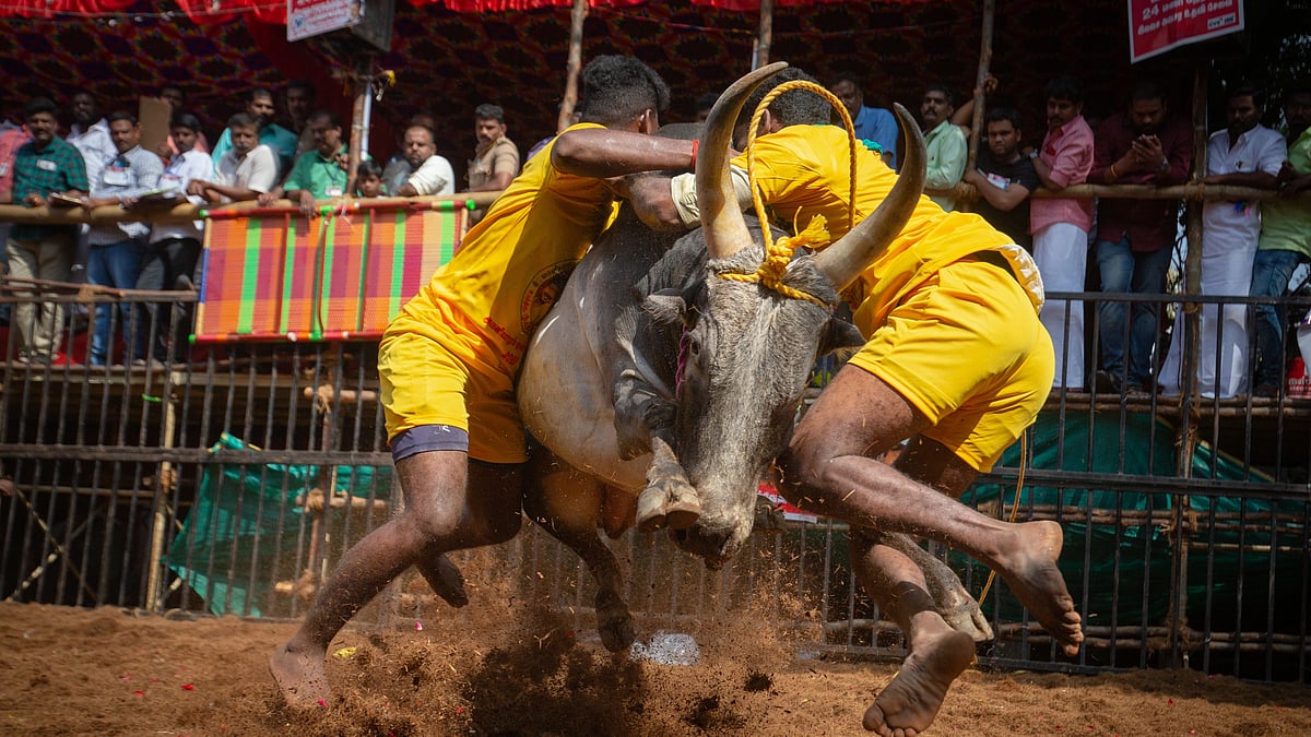 SC upholds validity of amendment laws allowing 'Jallikattu', 'Kambala' & bullock-cart races