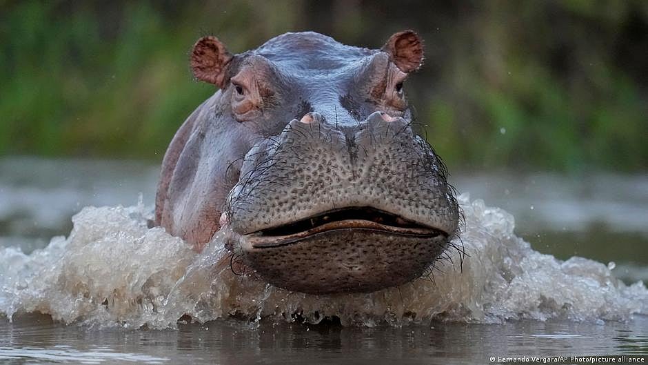 Pablo Escobar's hippos in Colombia: "Growing exponentially"