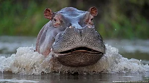 Pablo Escobar's hippos in Colombia: "Growing exponentially"