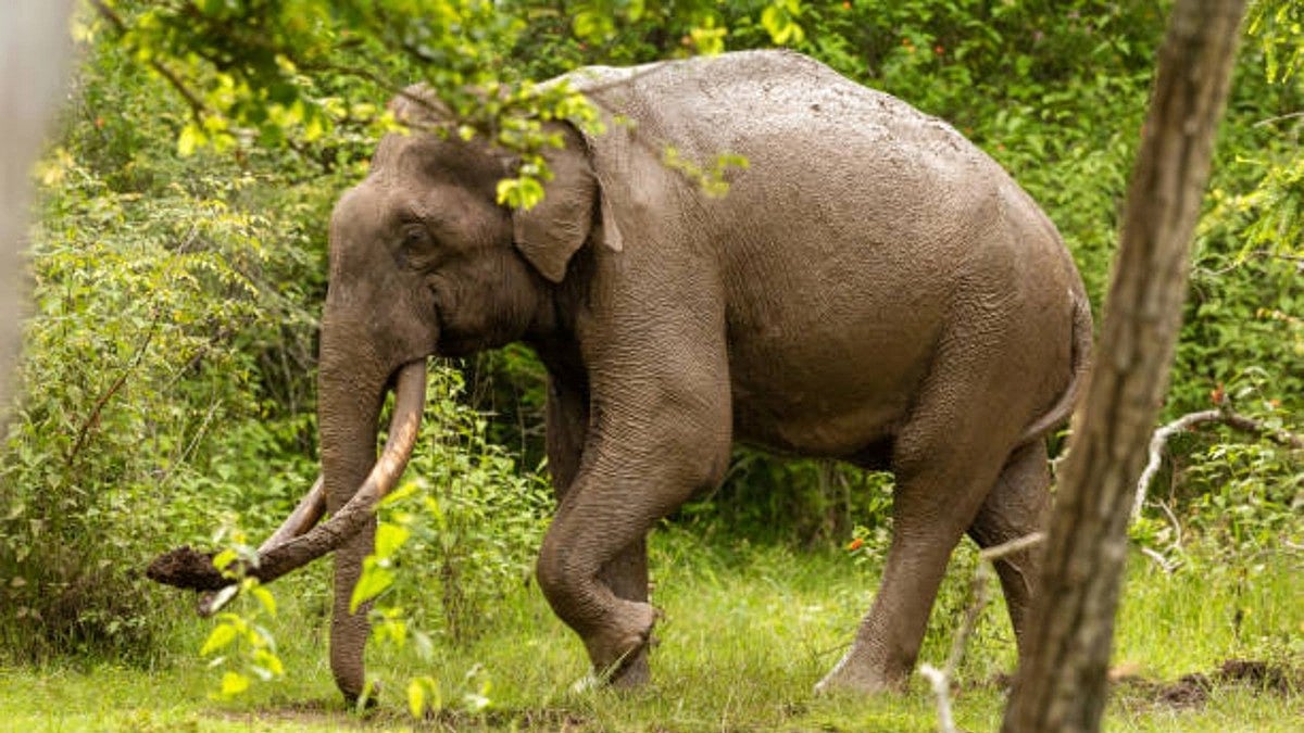 Elephant's tail cut off; K’taka forest dept launches hunt for accused