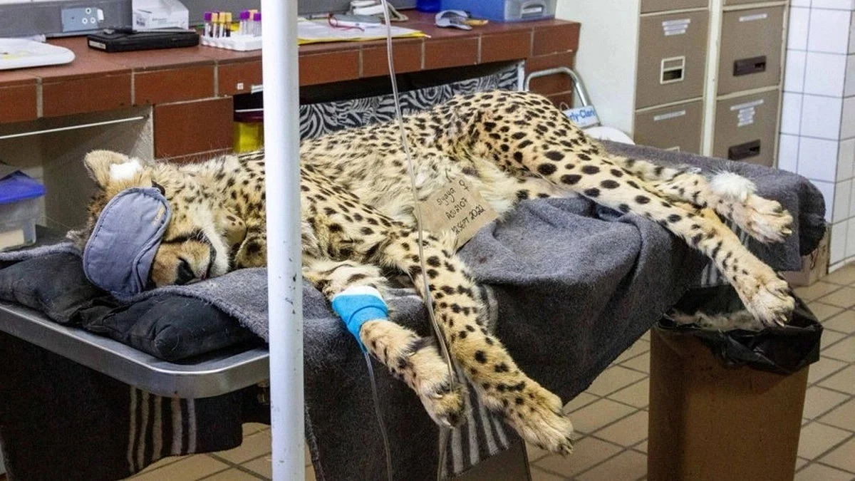 Corpse of the cheetah Uday, the second of the eight to die (Photo: Twitter)