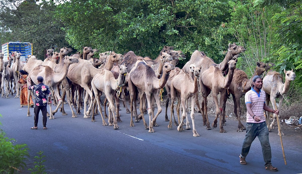 PETA, Andhra police prevent slaughter of camels