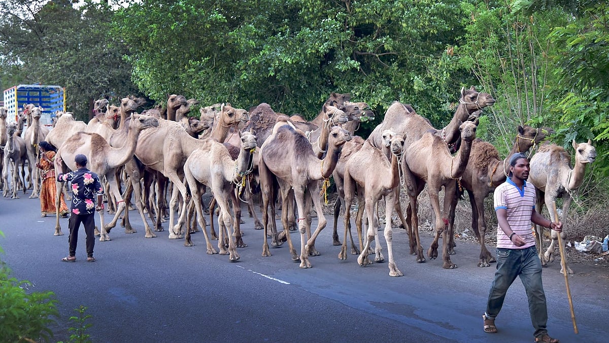 A herd of over 100 camels was spotted in Nashik two weeks ago. (NH file photo)