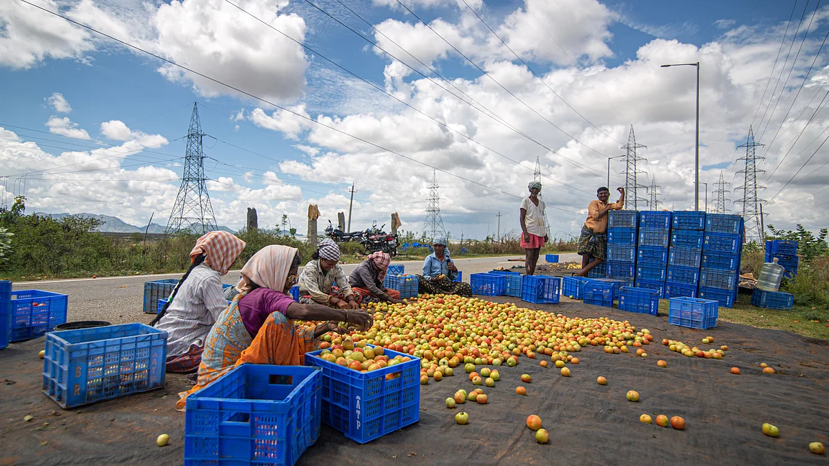 Representative Image of farmers sorting tomatoes (Photo by Abhishek Chinnappa/Getty Images)