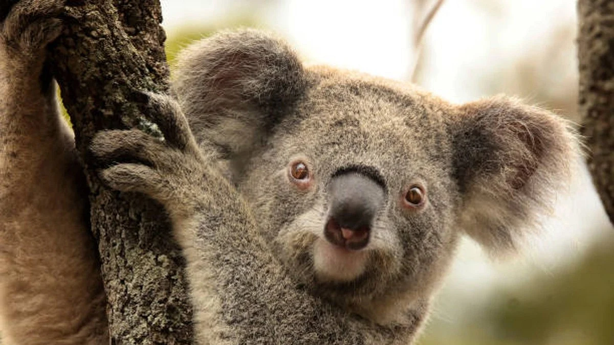 Koala Bear (Photo: Getty Images)