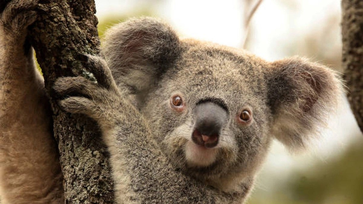 Koala Bear (Photo: Getty Images)
