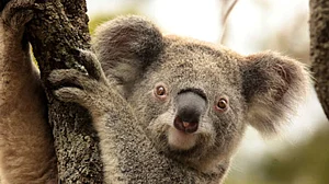 Koala Bear (Photo: Getty Images)