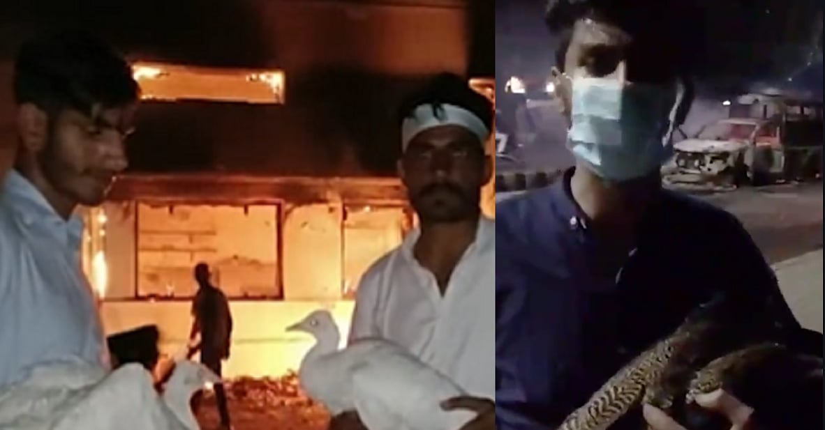 Protesters holding stolen peacocks from the Corps Commander's residence in Cantt, Lahore on Tuesday, May 9. (Photo Courtesy: Twitter/@voaurdu)