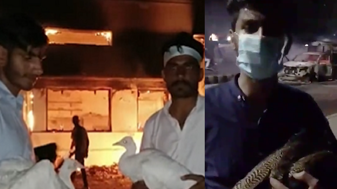 Protesters holding stolen peacocks from the Corps Commander's residence in Cantt, Lahore on Tuesday, May 9. (Photo Courtesy: Twitter/@voaurdu)