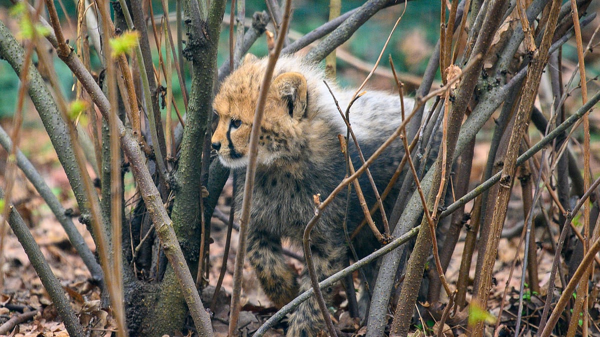 Representative image of a cheetah cub (Getty Images)