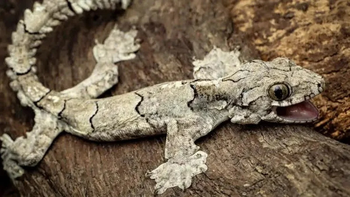 Mizoram parachute gecko (photo courtesy @daily_reptiles/Twitter)
