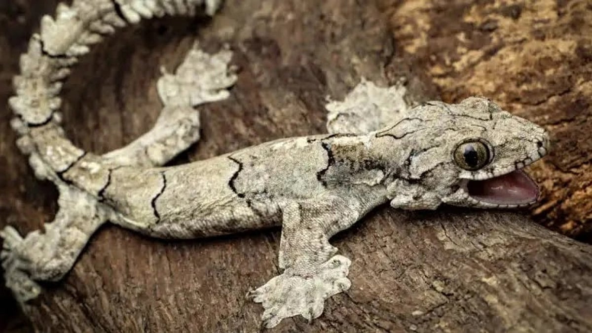 Mizoram parachute gecko (photo courtesy @daily_reptiles/Twitter)