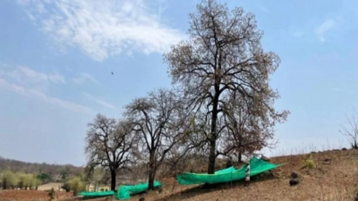 Mahua trees (photo: IANS)